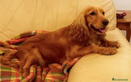 Cocker Spaniel Inglés perros en venta: Próxima camada de cocker spaniel inglés dorado  - Imagen 2