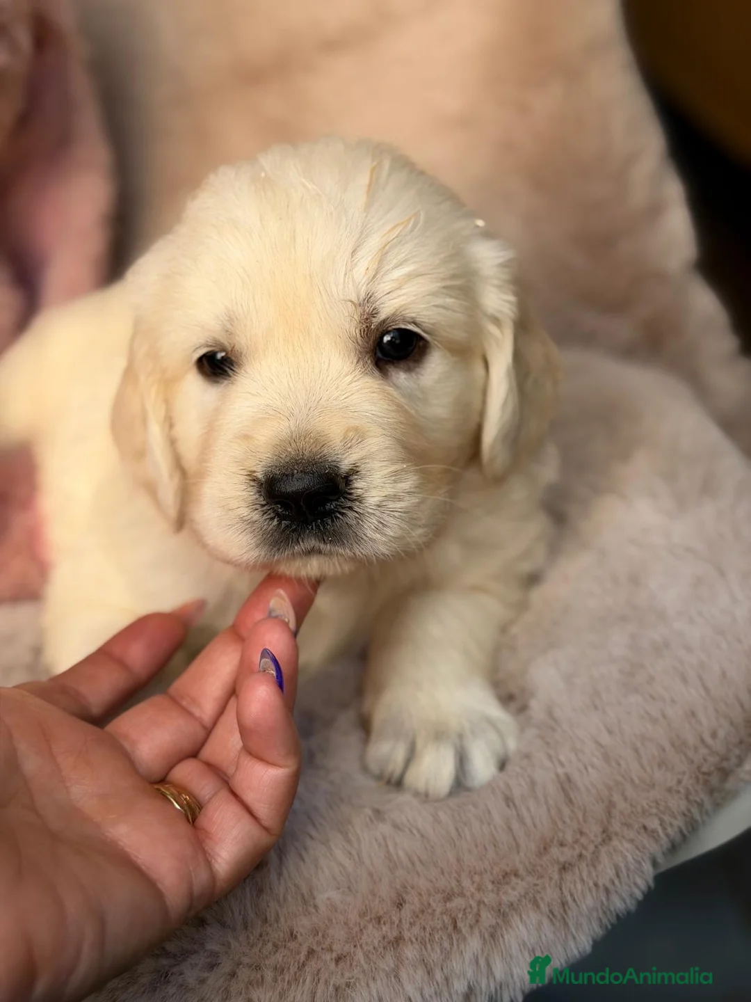 Golden Retriever perros en venta: GOLDEN RETRIEVER - Anuncio 7