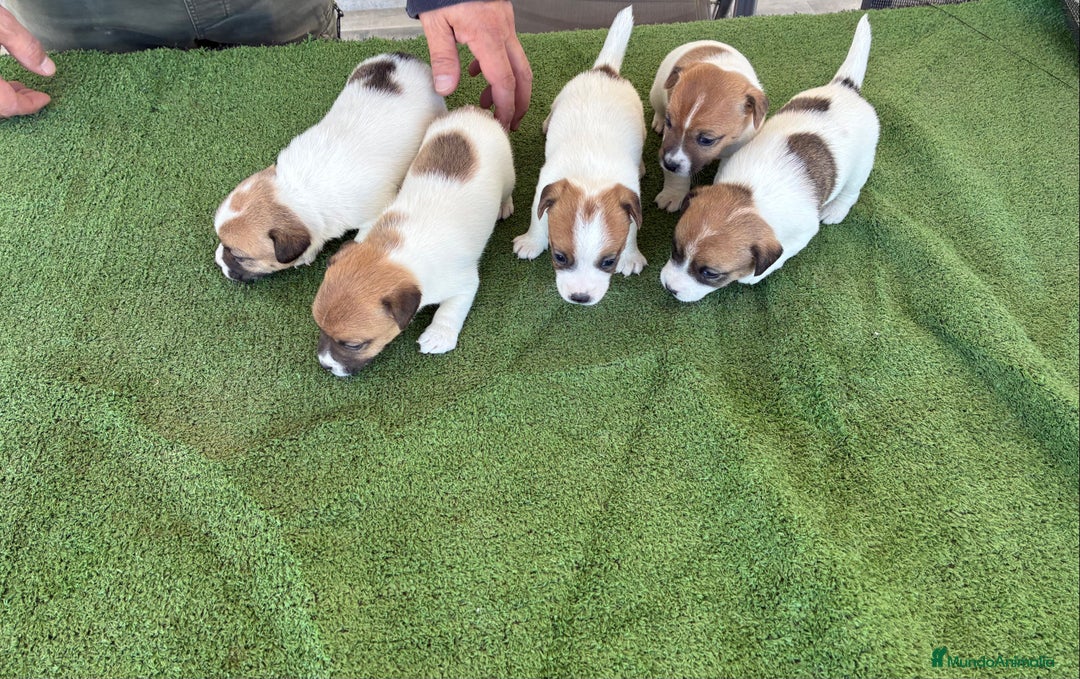 Jack Russell Terrier perros en venta: Jack russell  - Anuncio 3