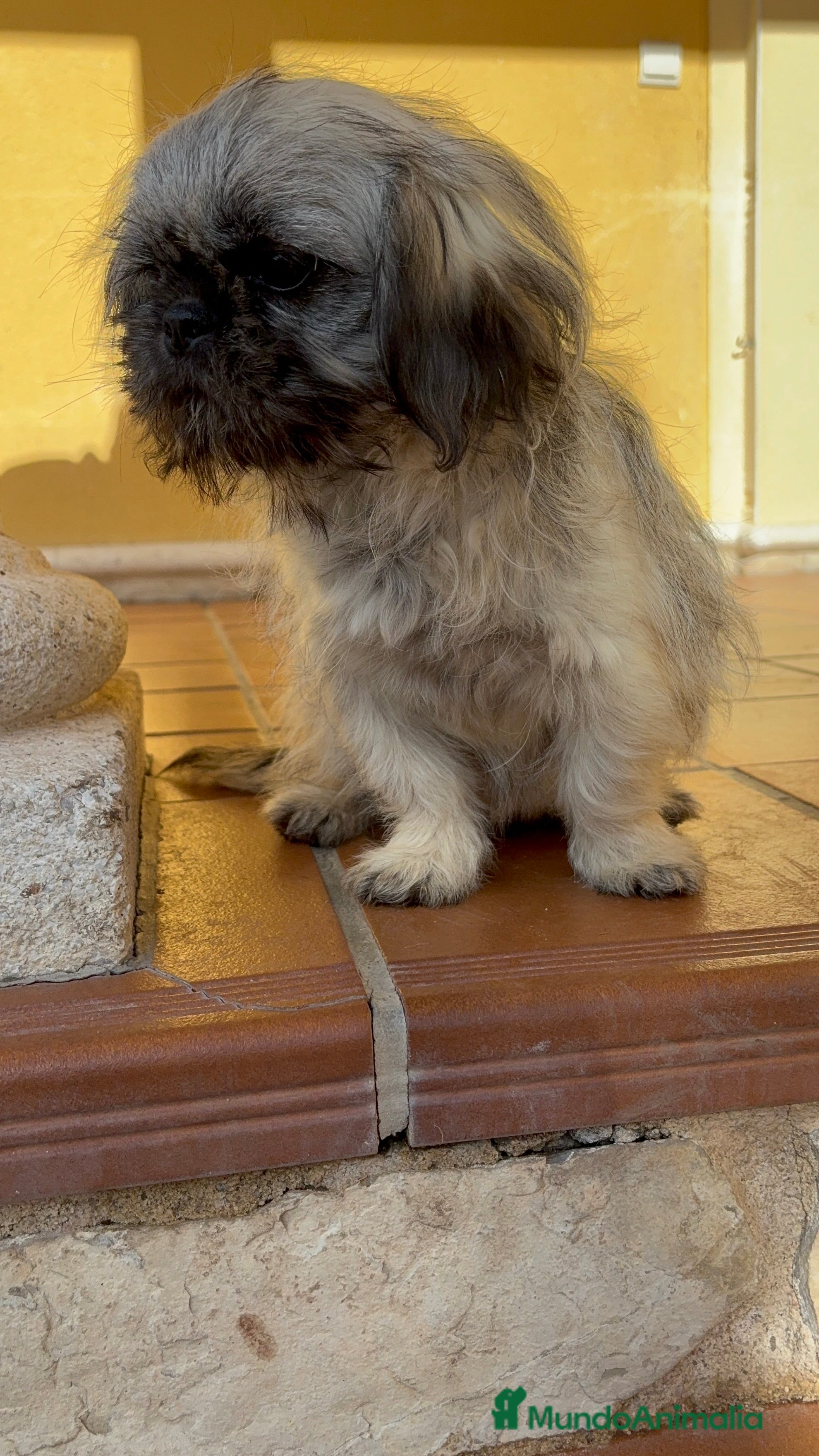 Pekinés perros Pekines imperial hembra preciosa  - Anuncio 5