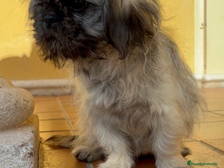 Pekinés perros Pekines imperial hembra preciosa - Anuncio 1