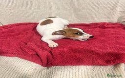 Jack Russell Terrier perros en venta: Ultimas hembras Jack Russell  - Anuncio 3