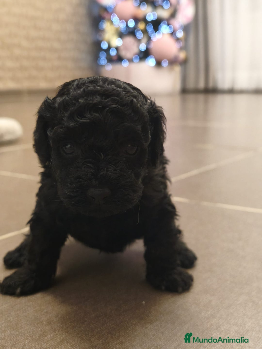 Caniche Toy perros en venta: Espectacular hembra - Anuncio 3