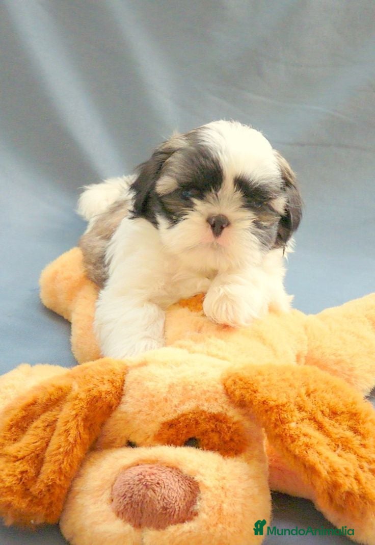 Shih Tzu perros shih tzu - Anuncio 1
