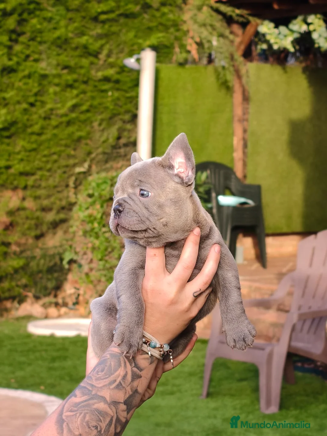 Bulldog Francés perros en venta: Bulldog Frances lilac - Anuncio 2