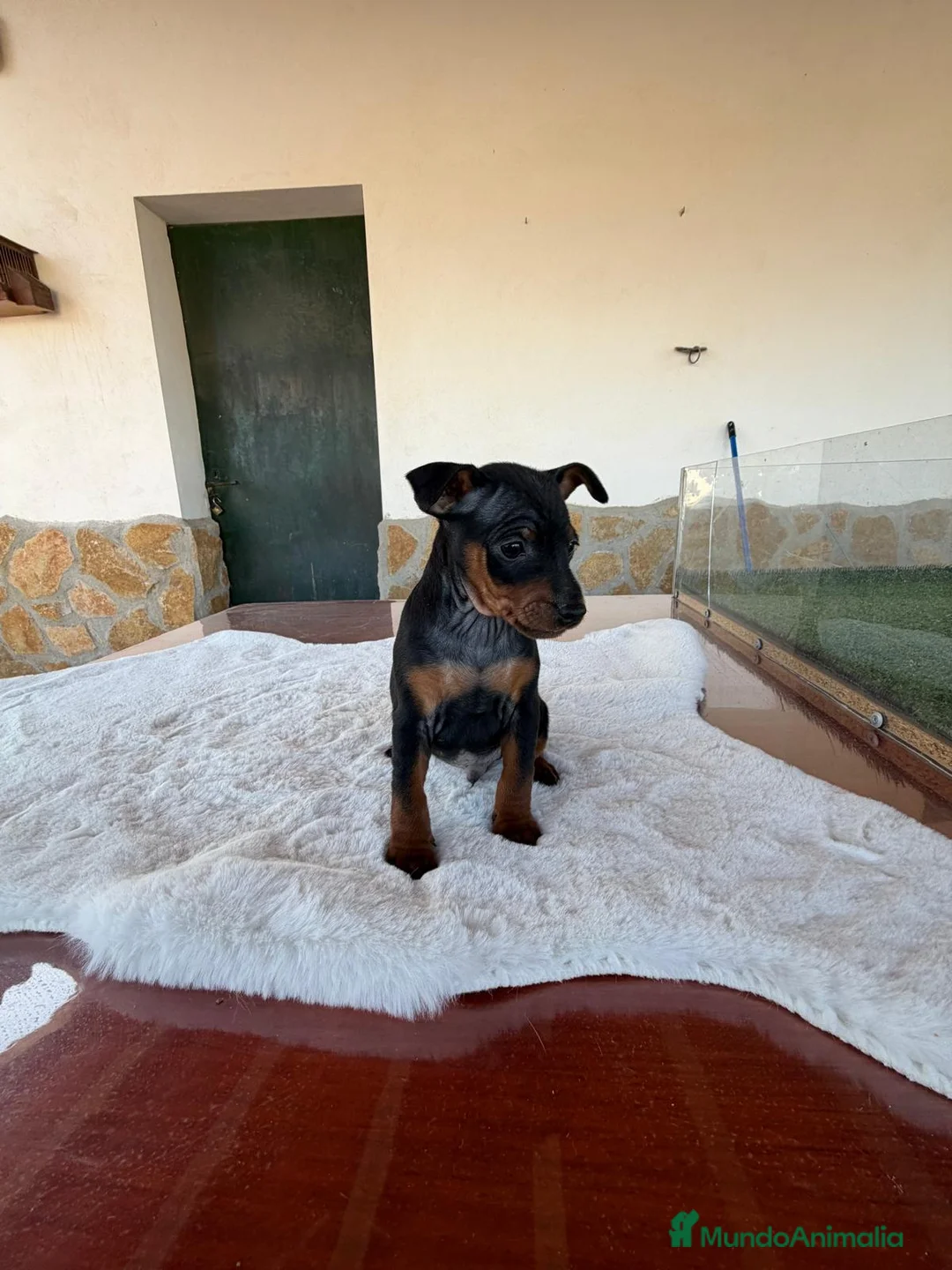 Pinscher Miniatura perros en venta: MINI PINSCHER MACHO - Anuncio 1