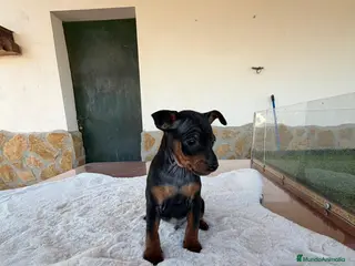Pinscher Miniatura perros MINI PINSCHER MACHO - Anuncio 1