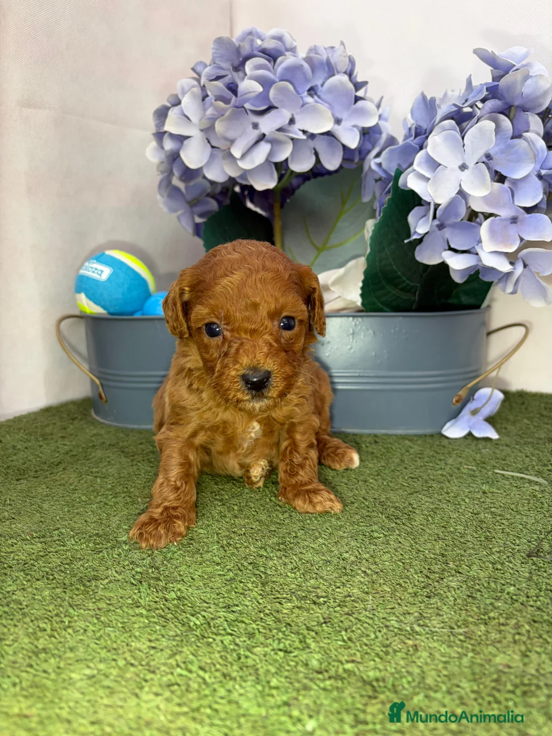 Caniche Enano perros en venta: Caniche - Anuncio 2