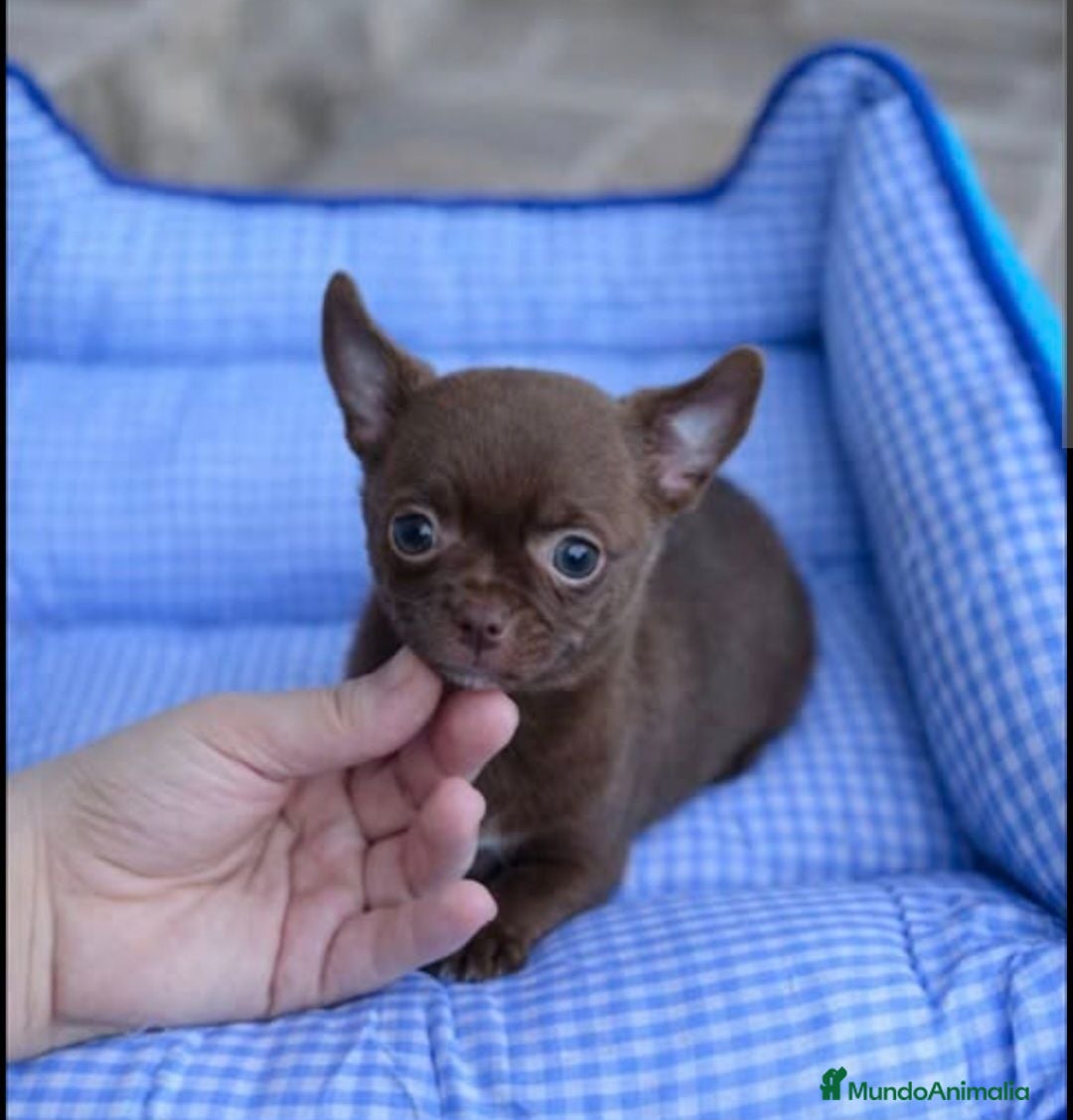 Chihuahua perros ‼️‼️PRECIOSA CHIHUAHUA HEMBRA CHOCOLATE  - Anuncio 3