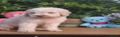 Perro de Agua Español 1