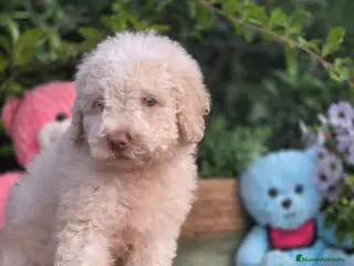Perro de Agua Español perros Perro de aguas crema - Anuncio 2