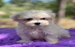 Bichón Maltés perros en venta: Bichon coreana  - Imagen 2