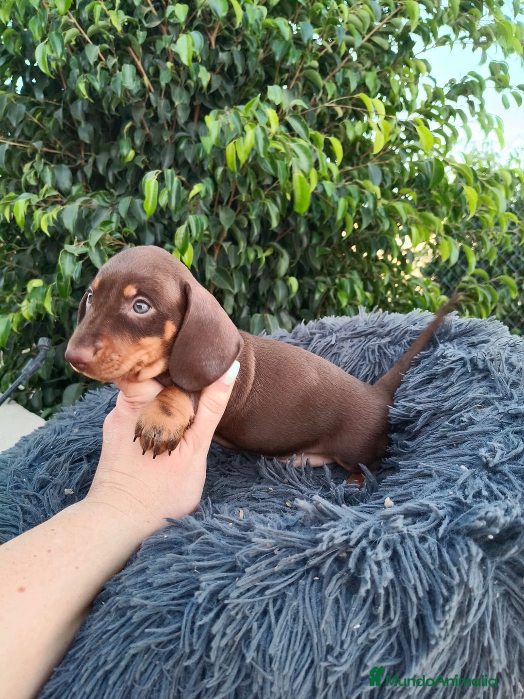 Teckel Miniatura perros en venta: Teckel arlequín chocokate  - Imagen 9