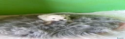 Bichón Maltés perros en venta: Bichon maltés  - Anuncio 2