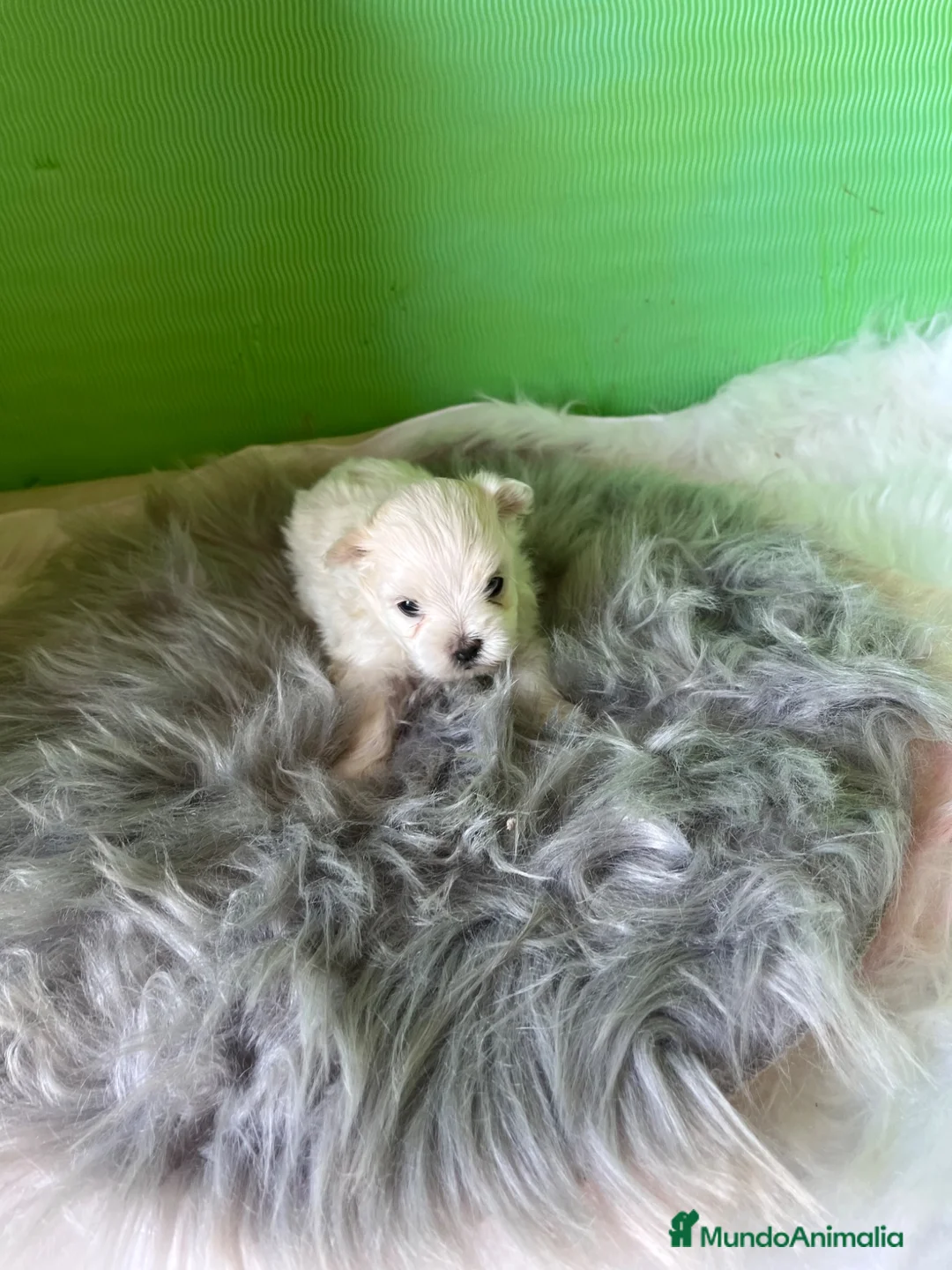 Bichón Maltés perros en venta: Bichon maltés  - Anuncio 2