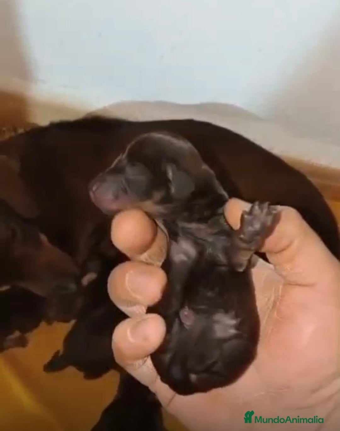 Teckel Miniatura perros en venta: Teckel kaninchen nueva camada - Anuncio 4