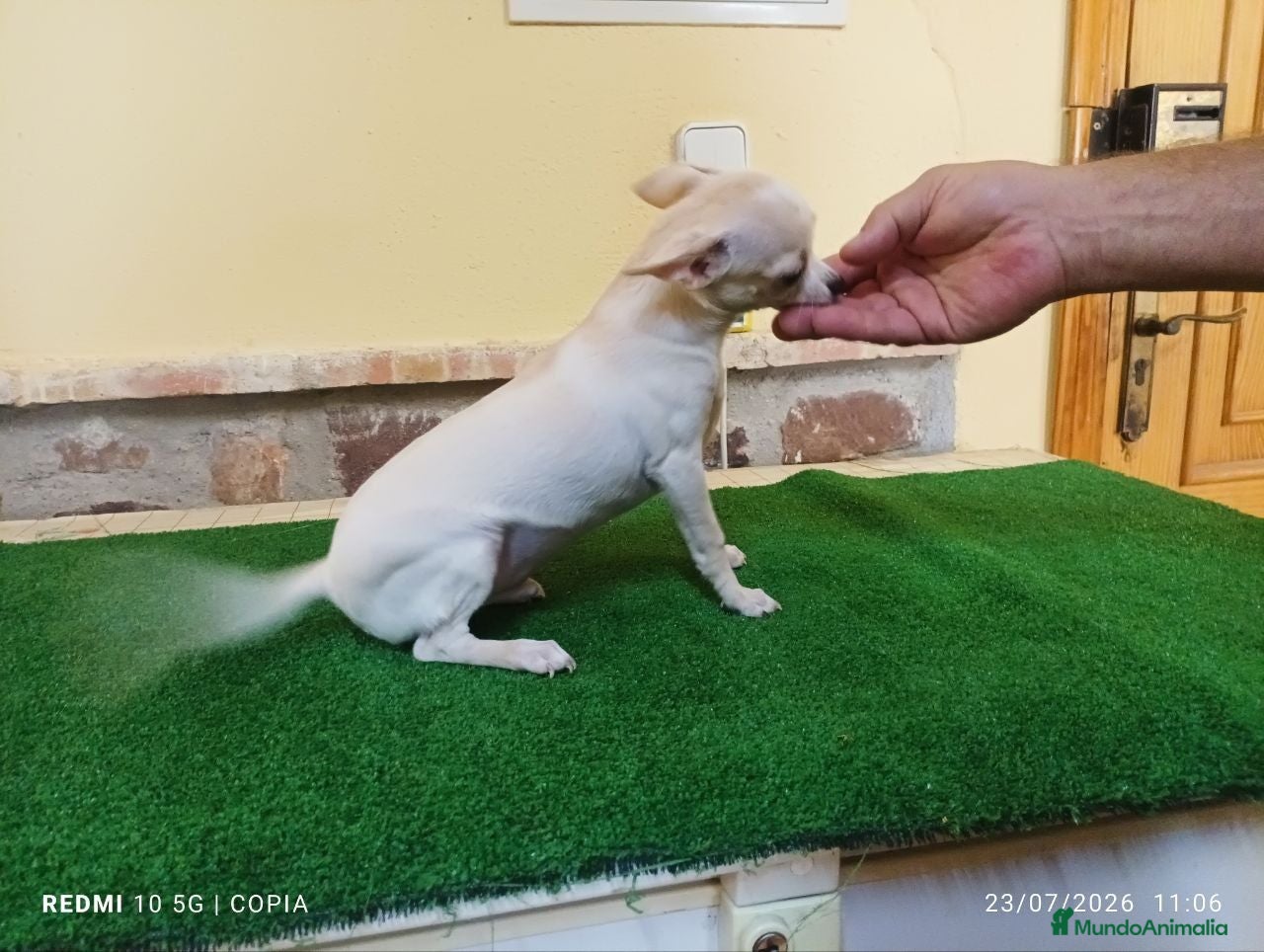 Chihuahua perros cachorro de chihuahua - Anuncio 1