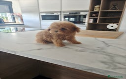 Caniche Toy perros en venta: Caniche Toy excelente  - Imagen 2