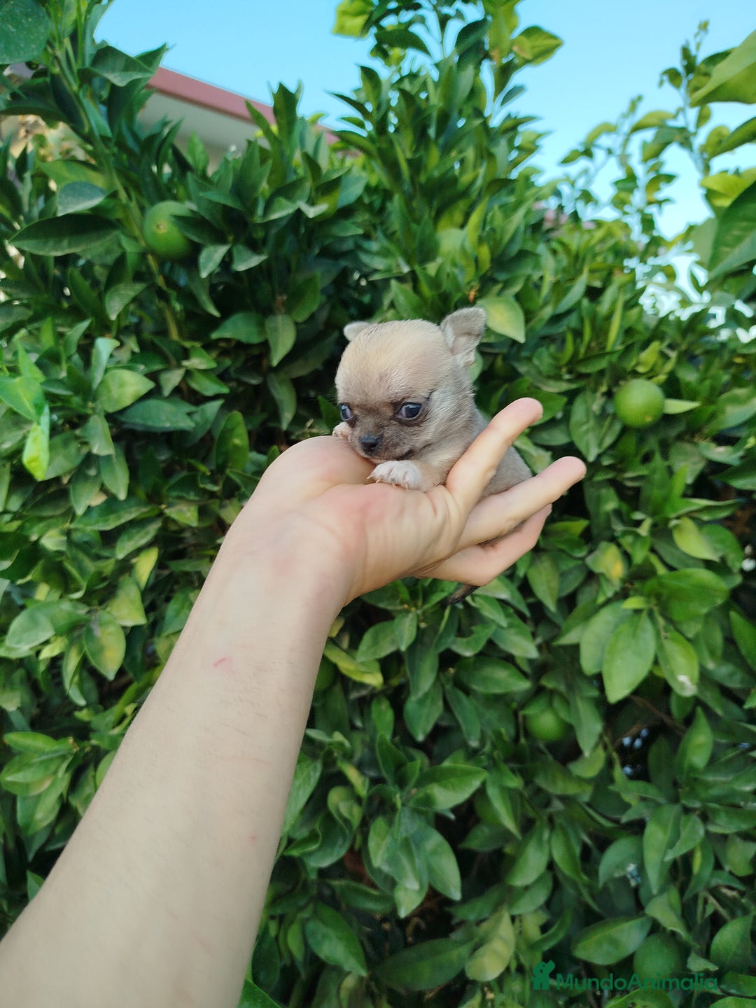 Chihuahua perros en venta: Chihuahua Toy  - Imagen 3