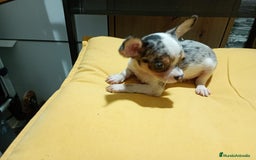Chihuahua perros en venta: Chihuahua macho  - Imagen 4