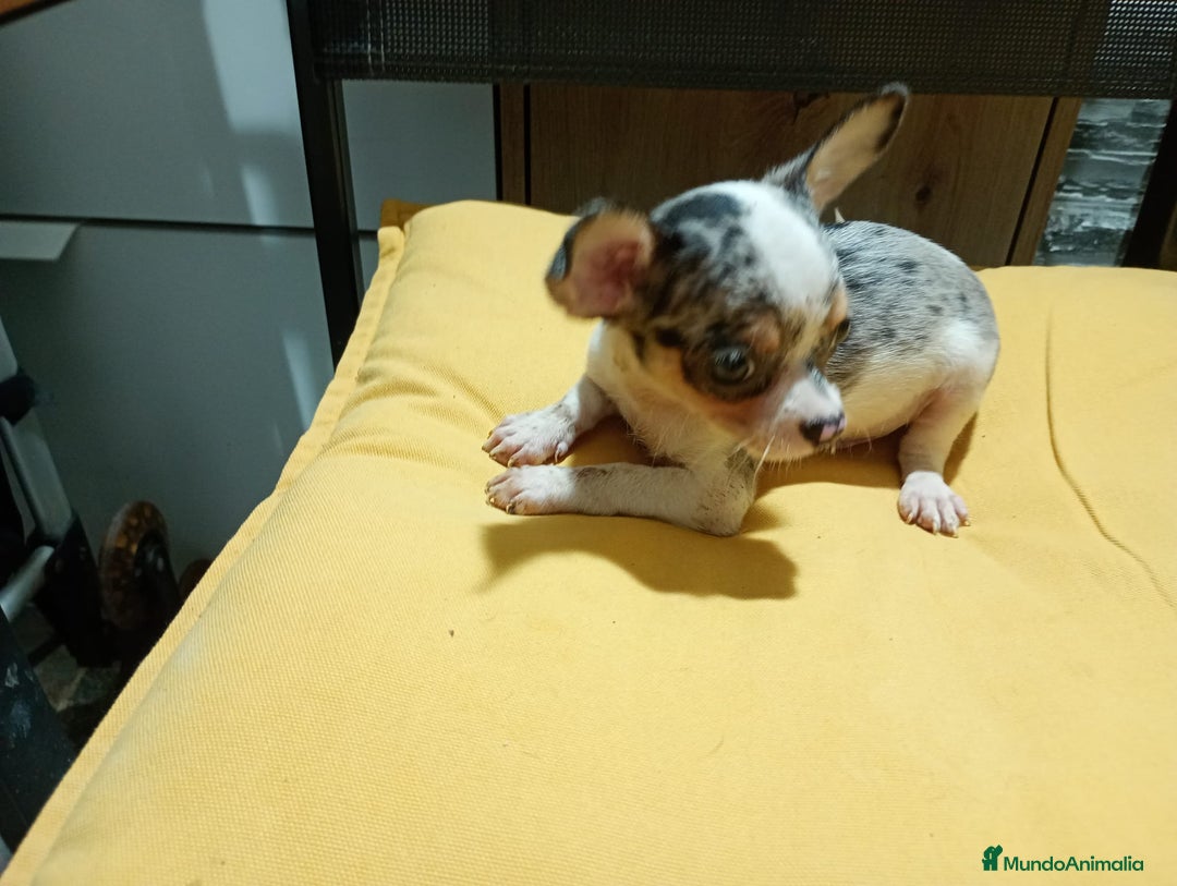 Chihuahua perros en venta: Chihuahua macho  - Imagen 4