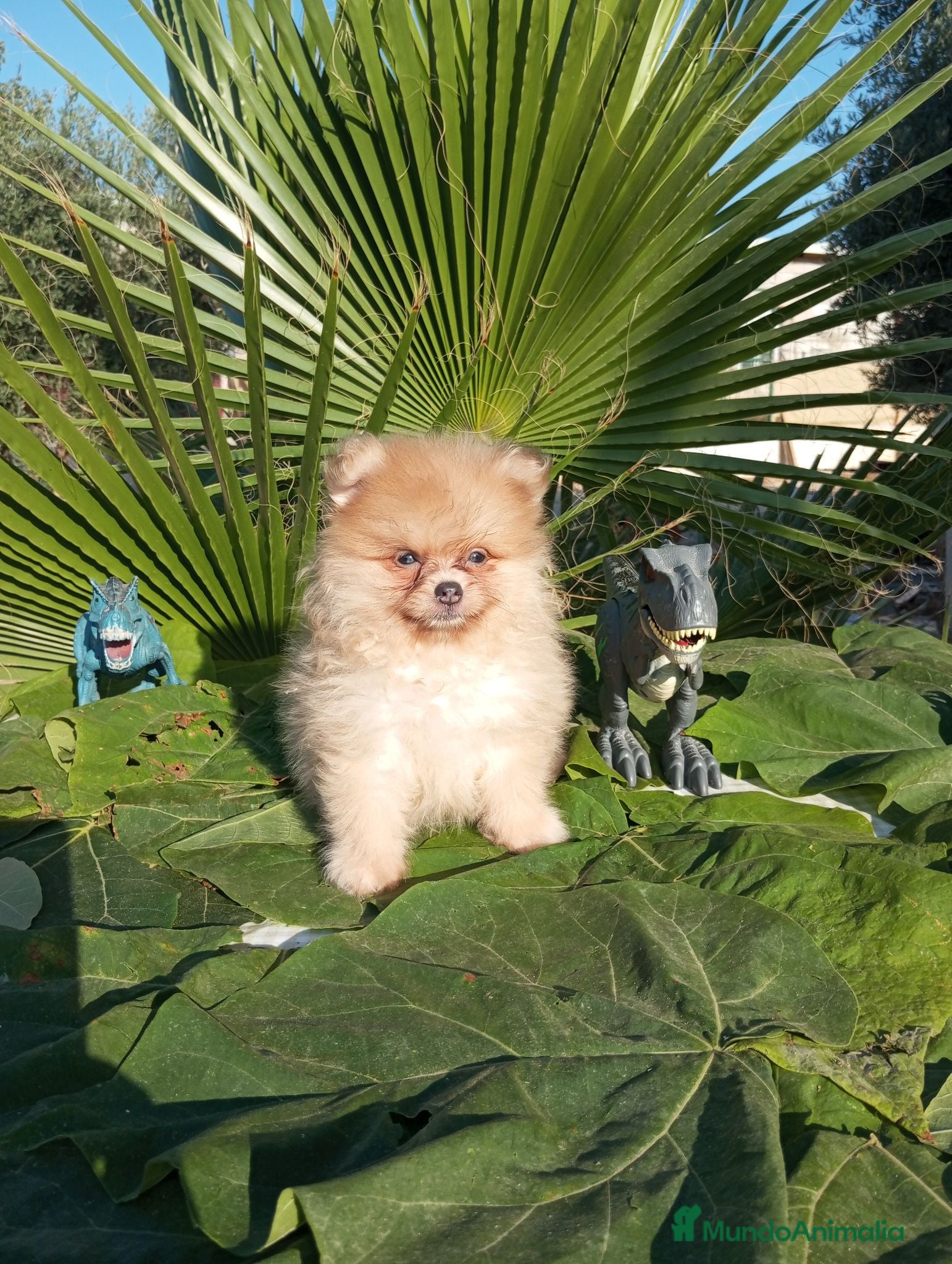 Pomerania perros Pomeranias Toy Toy - Anuncio 1