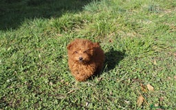 Caniche Toy perros en venta: Caniche toy macho rojo  - Imagen 1