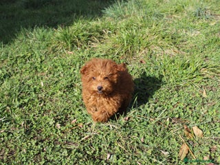 Caniche Toy perros - Anuncio 1