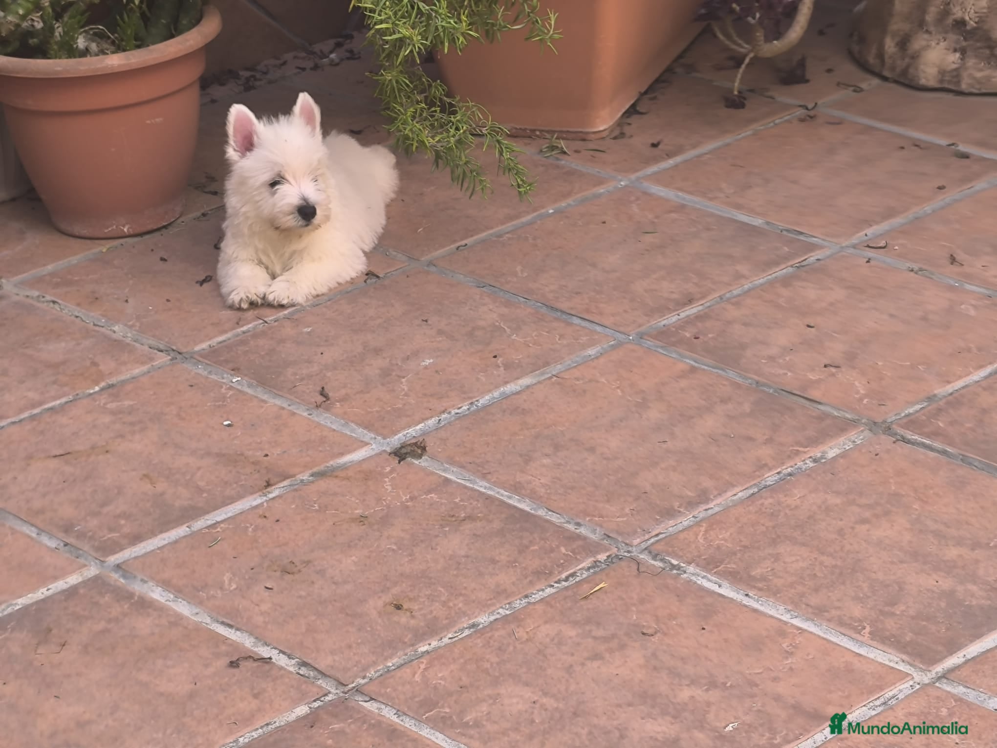 West Highland White Terrier perros Westy  - Anuncio 1