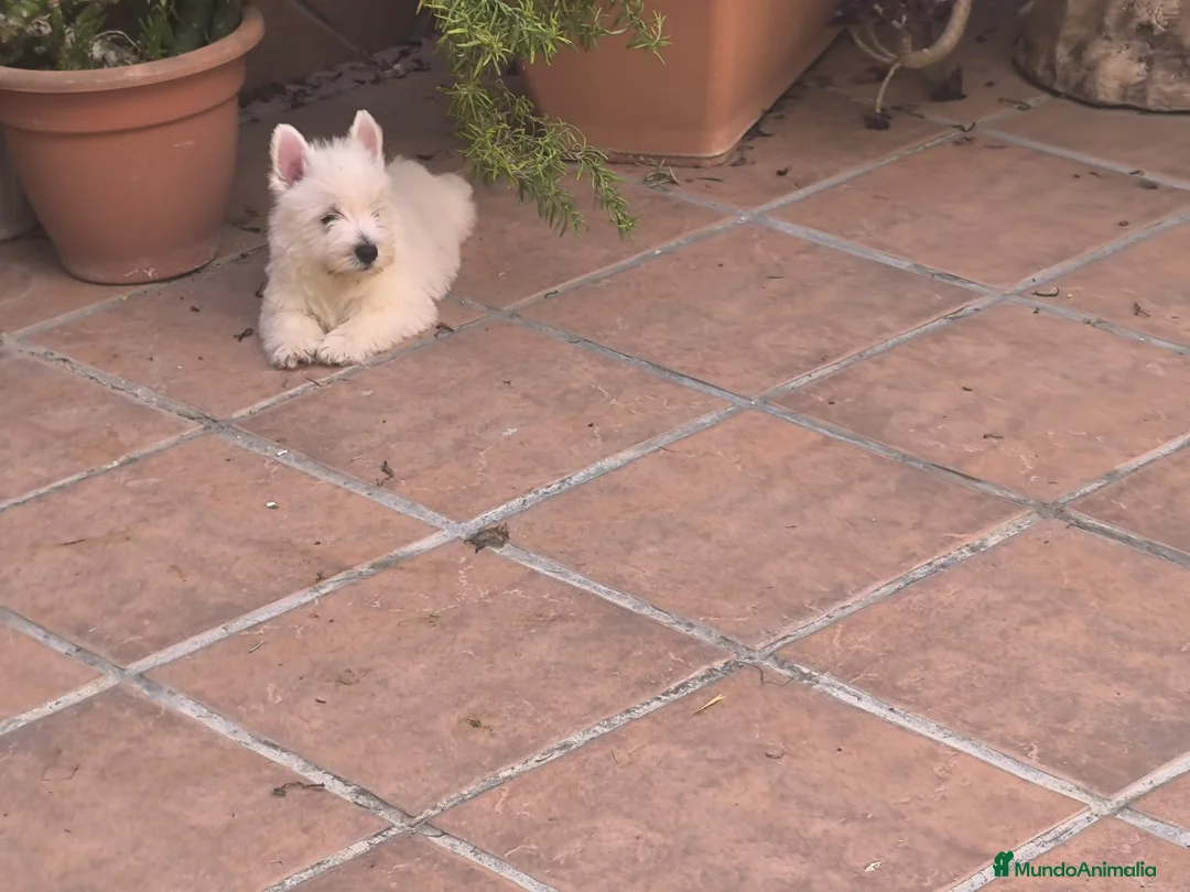 West Highland White Terrier perros en venta: Westy  - Anuncio 1