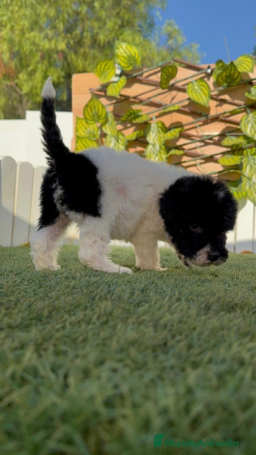 Perro de Agua Español perros en venta: PERRO DE AGUA HEMBRA - Imagen 1