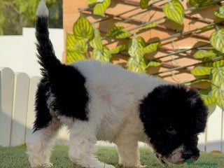 Perro de Agua Español perros - Anuncio 8