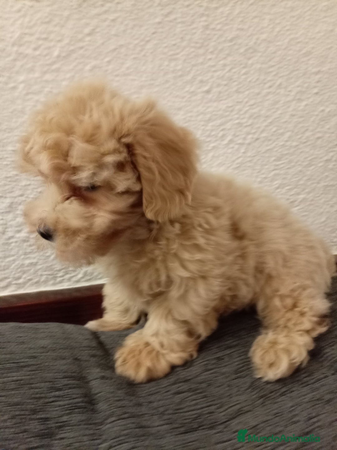 Caniche Toy perros en venta: Caniche toy - Anuncio 6