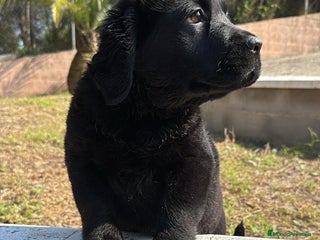 Labrador Retriever perros en Barcelona - Anuncio 22