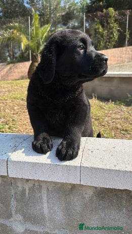 Labrador Retriever perros en Barcelona - Anuncio 18