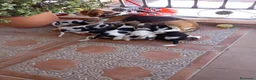 Beagle perros en venta: Camada de beagles tricolor Y bicolor  - Anuncio 1