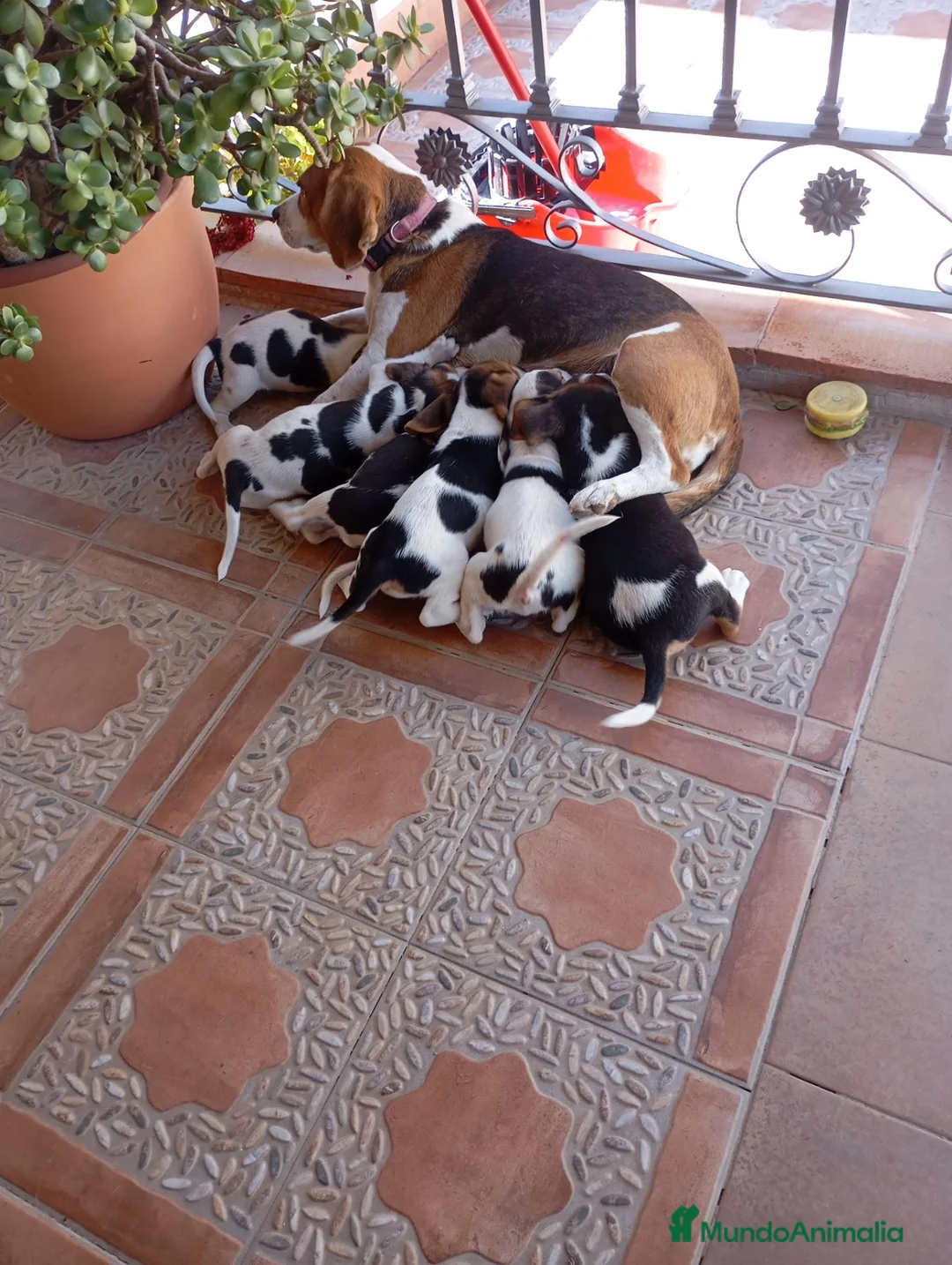 Beagle perros en venta: Camada de beagles tricolor Y bicolor  - Anuncio 1
