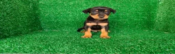 Pinscher Miniatura perros en venta: Pincher miniatura  - Anuncio 14