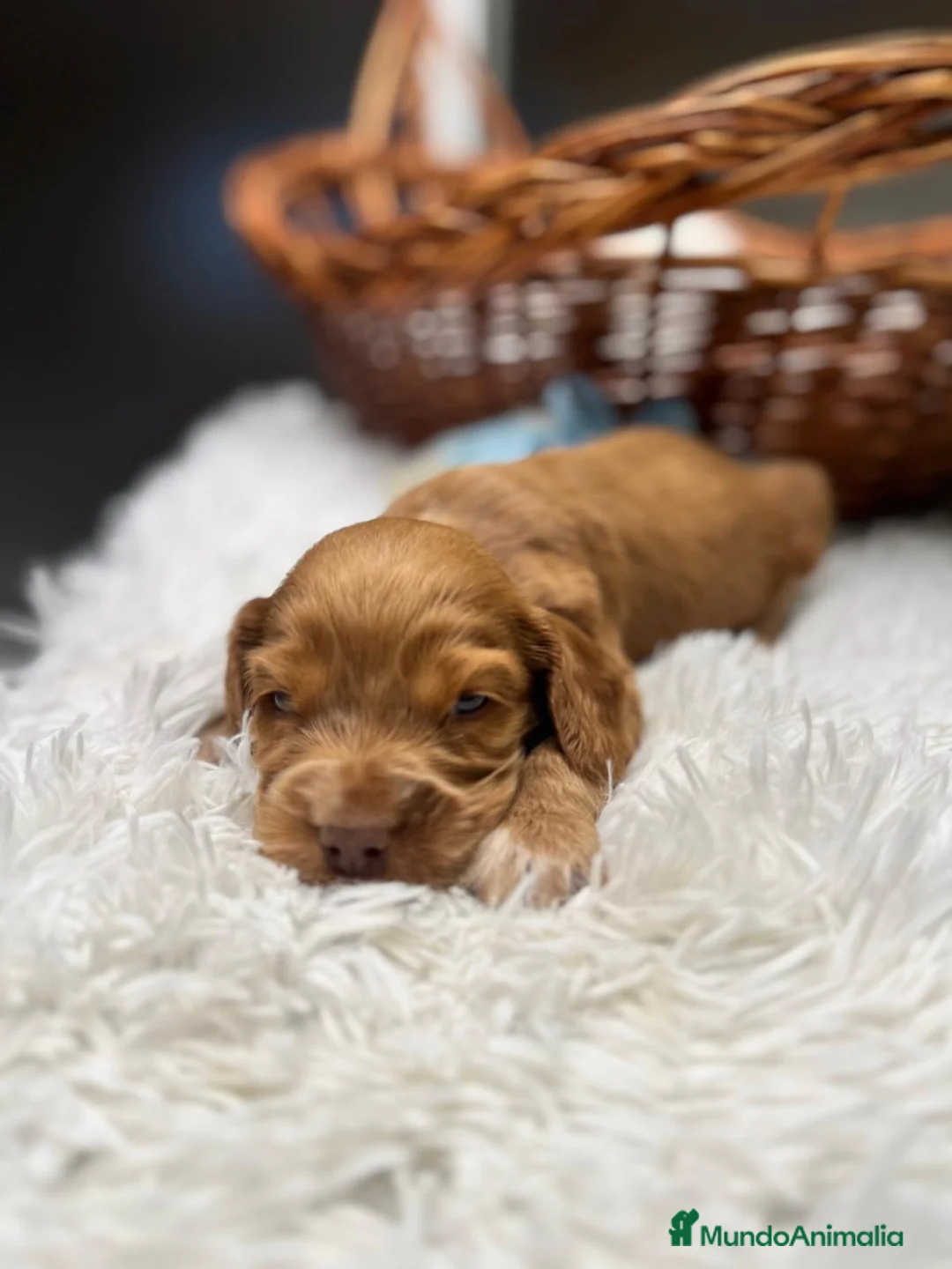 Cocker Spaniel Inglés perros en venta: COCKER SPANIEL INGLES - Anuncio 7