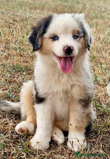 Imagen de galería {{count}}