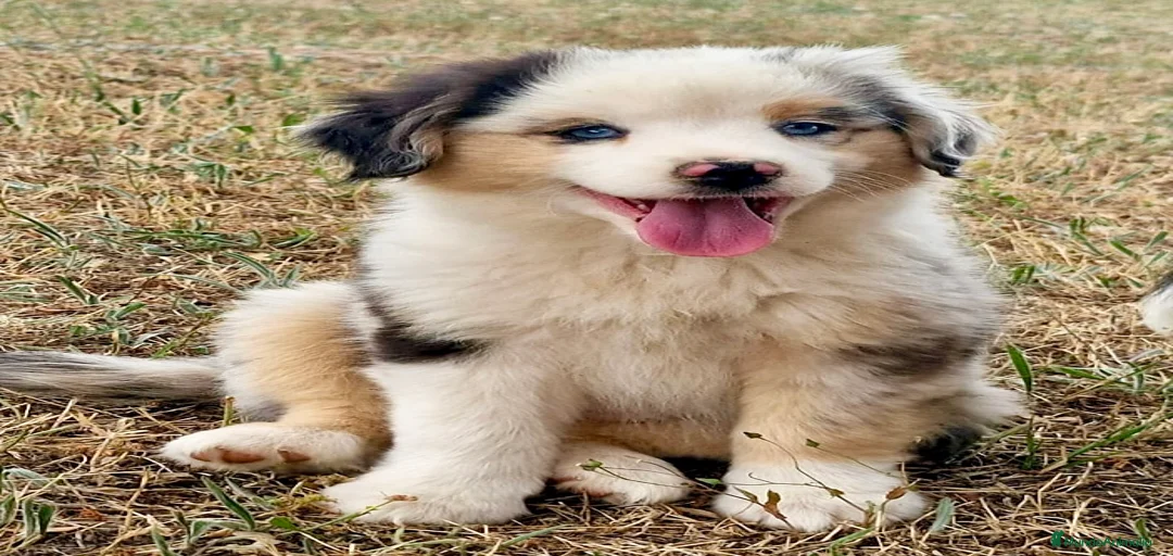 Imagen de galería {{count}}