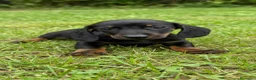 Teckel Miniatura perros en venta: Teckel Miniatura - Anuncio 2