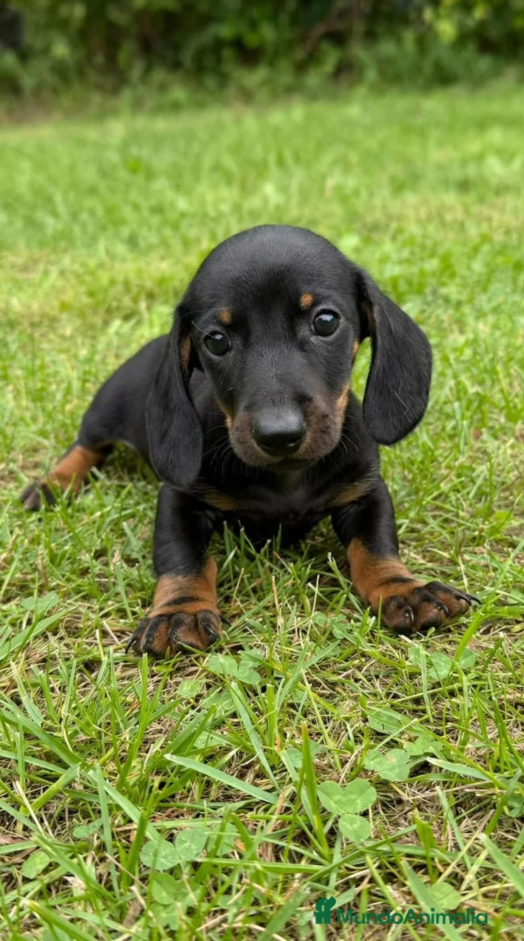 Teckel Miniatura perros en venta: Teckel Miniatura - Anuncio 2