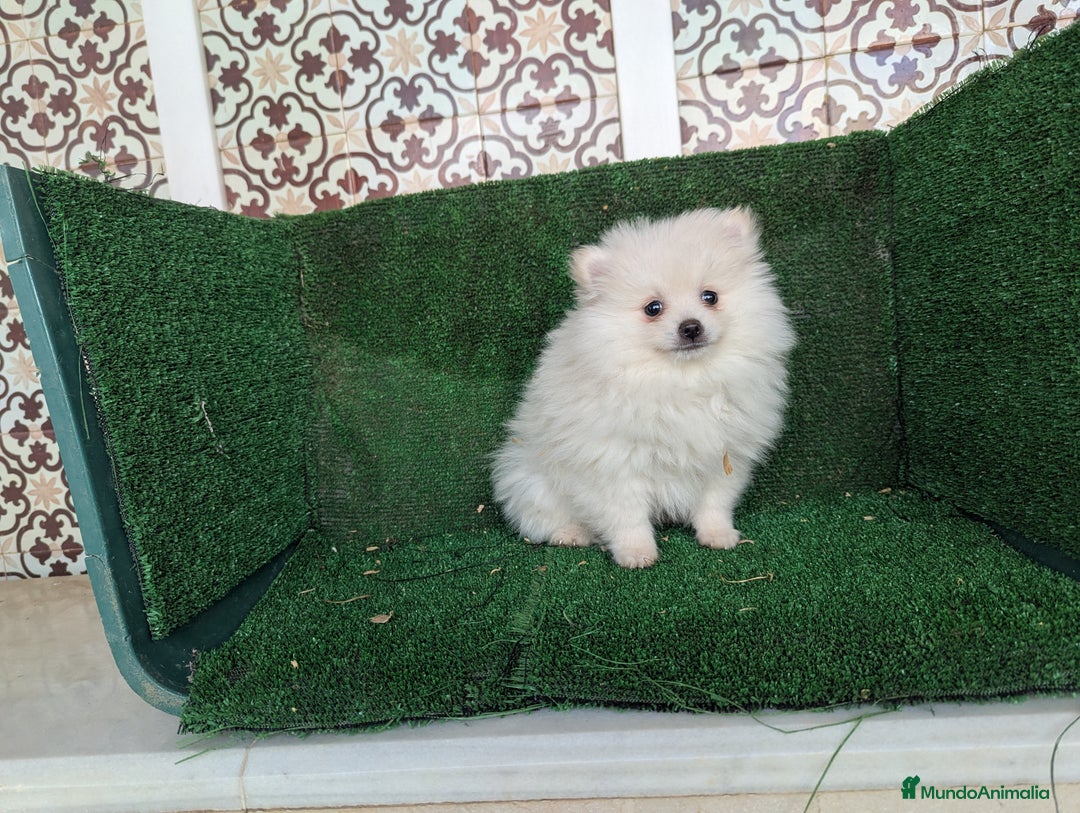Pomerania perros en venta: Se vende macho pomeriania  - Anuncio 2