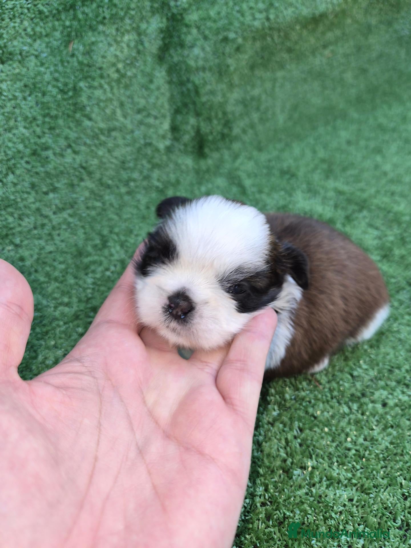 Shih Tzu perros Exclusivos shih tzus  - Anuncio 1
