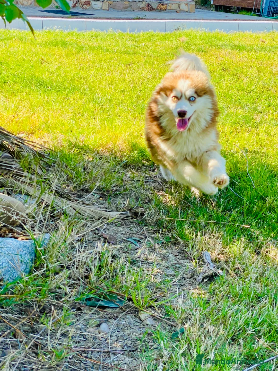 Pomsky perros en venta: Pomsky. Husky miniatura - Anuncio 11