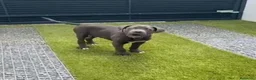Cane Corso perros en venta: Cane corso - Anuncio 2