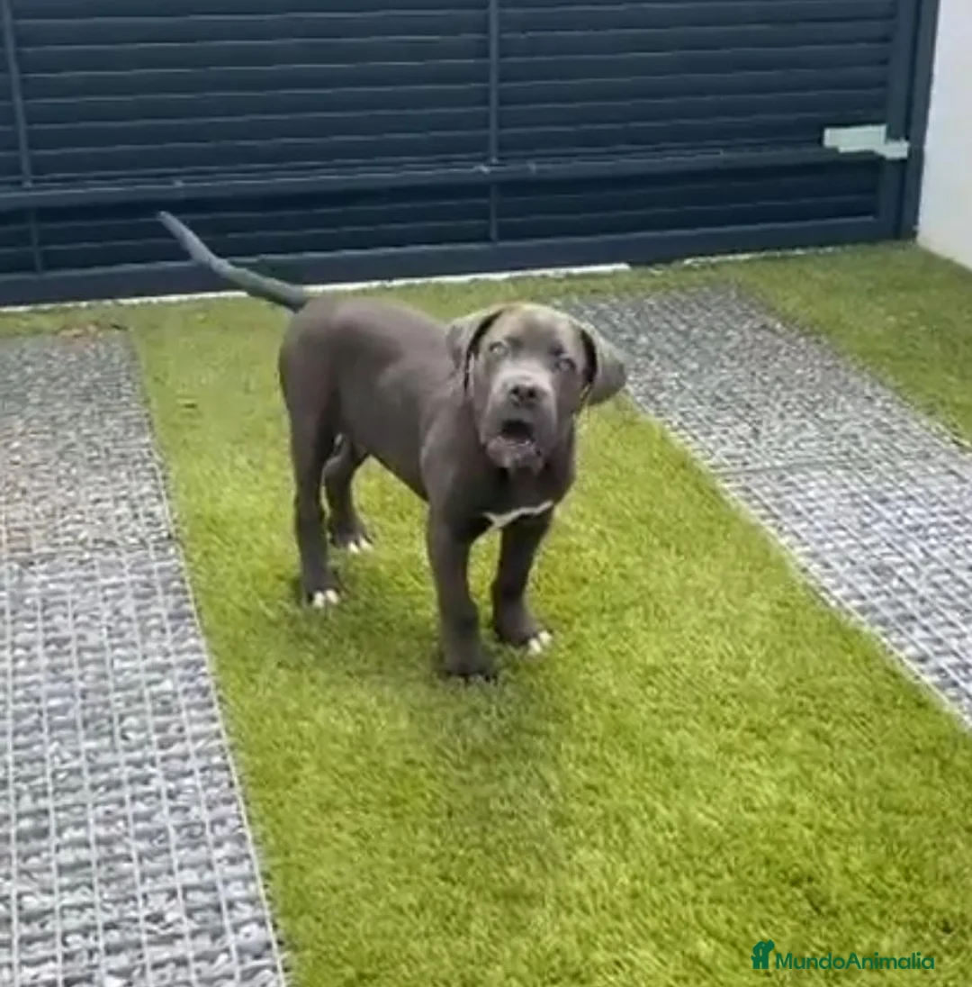 Cane Corso perros en venta: Cane corso - Anuncio 2
