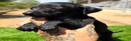 Pequeño Lebrel Italiano perros en venta: PICCOLO GALGO ITALIANO NEGRO - Anuncio 4