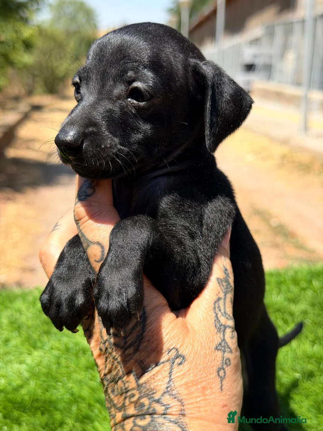 Pequeño Lebrel Italiano perros en venta: PICCOLO GALGO ITALIANO NEGRO - Anuncio 4